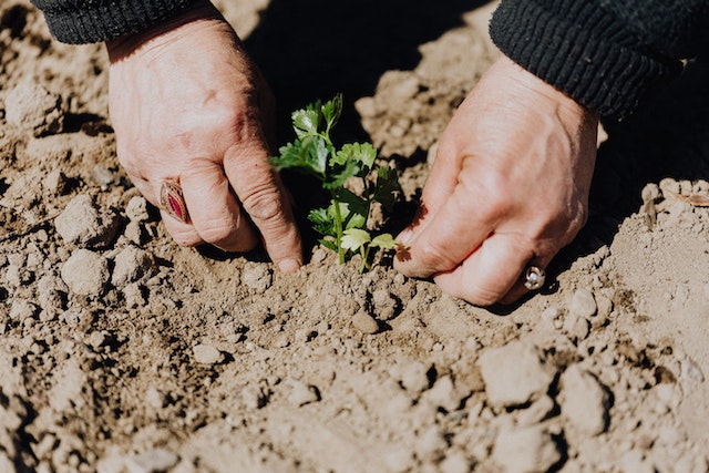 Trockenresistente Pflanzen für pflegeleichte Gärten: Wie Sie einen Garten kreieren, der Ihnen Erholung und Freude bereitet